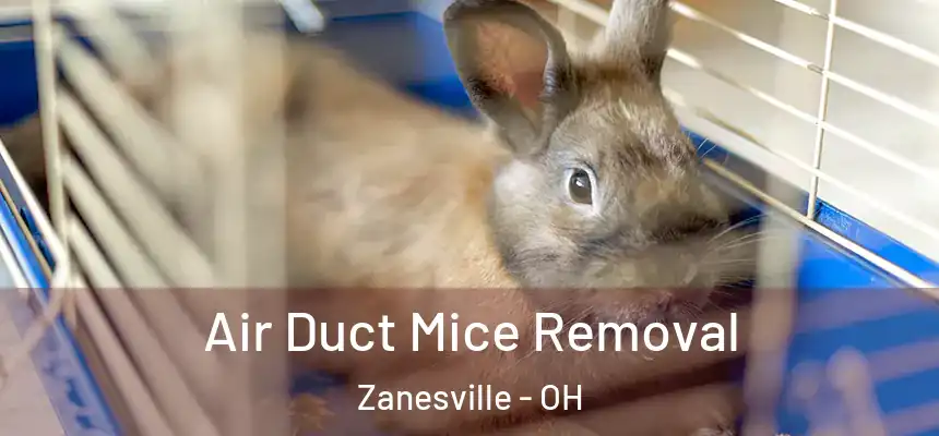 Air Duct Mice Removal Zanesville - OH